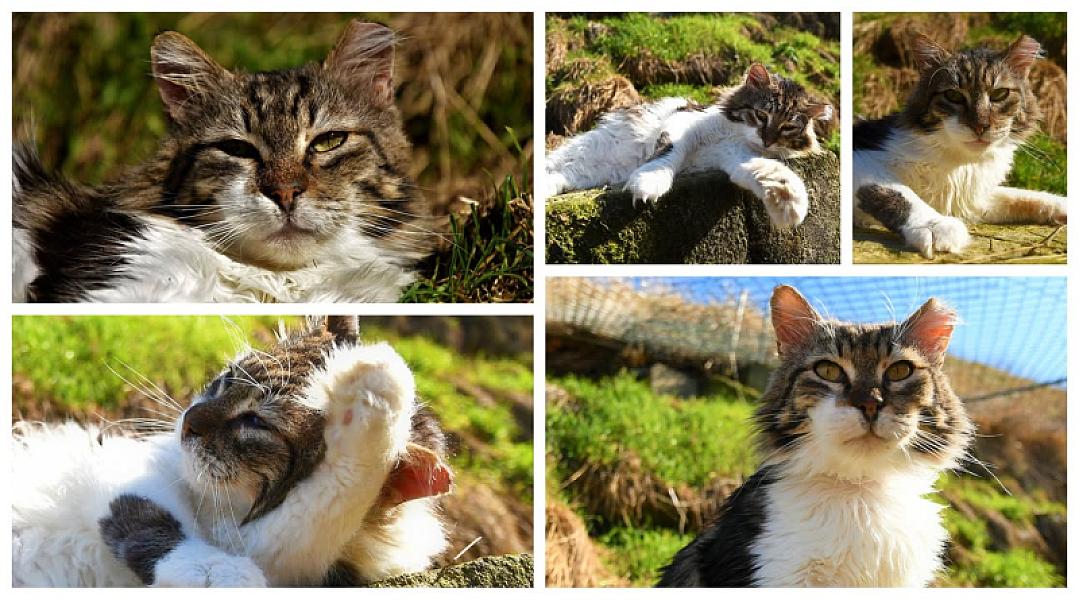 Kattenpraat