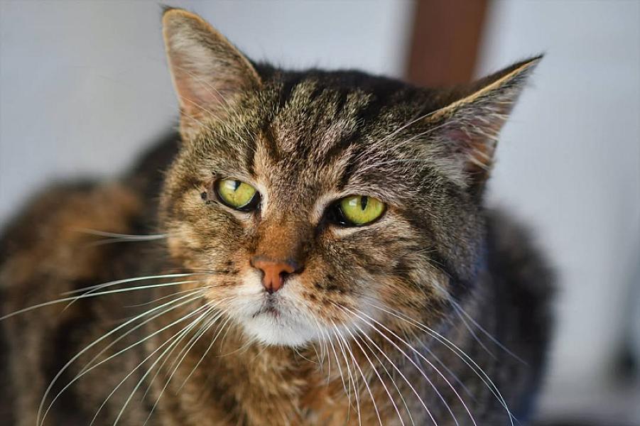 Kattenpraat