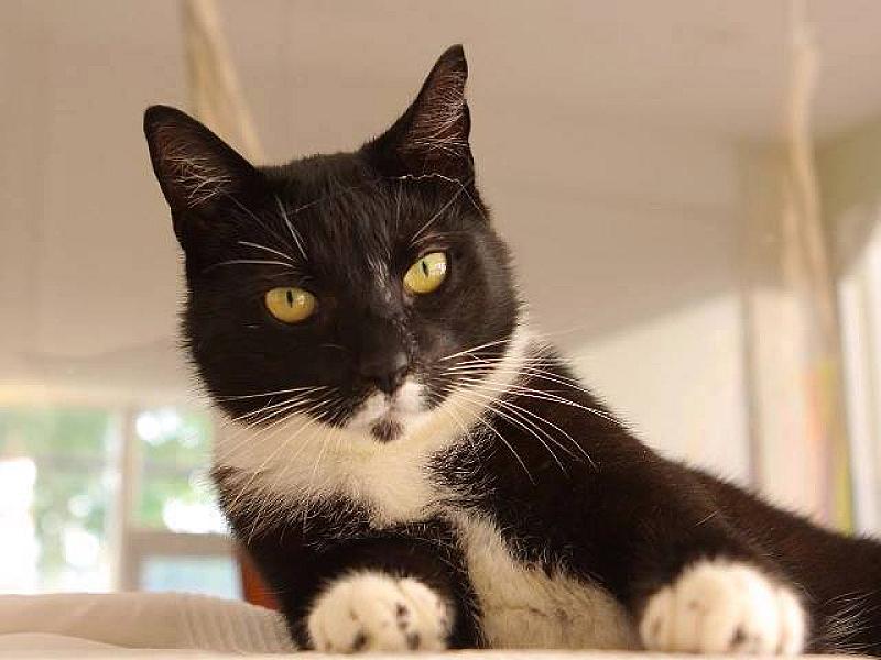 Kattenpraat