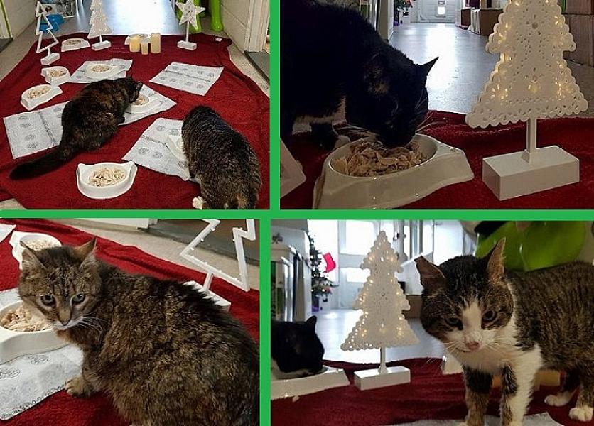 Kattenpraat