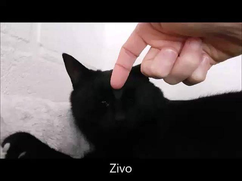 Kattenpraat