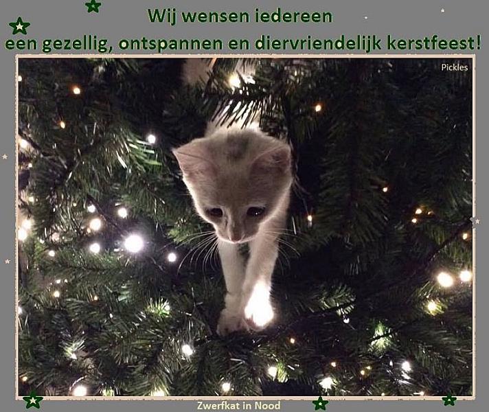 Kattenpraat