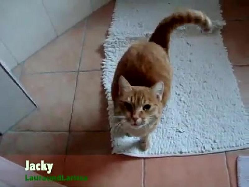 Kattenpraat