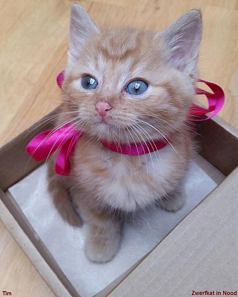 Kattenpraat