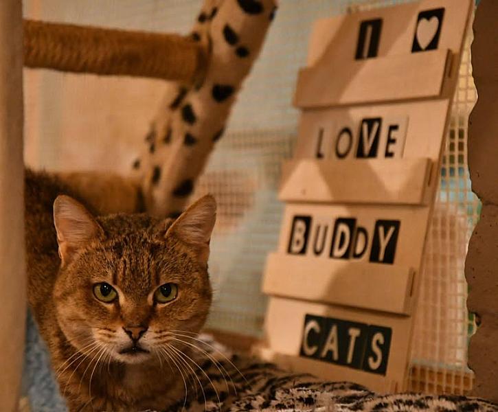 Kattenpraat