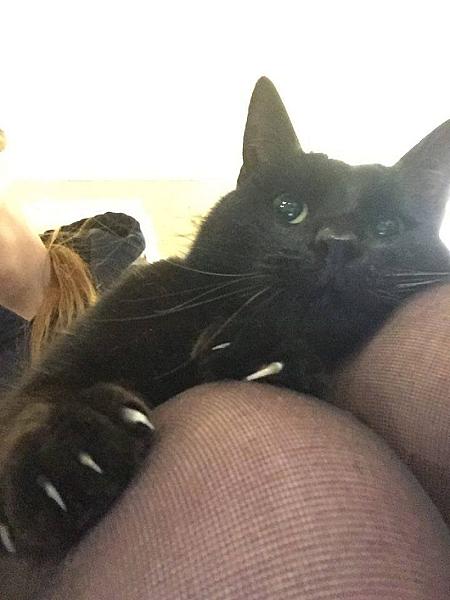 Kattenpraat