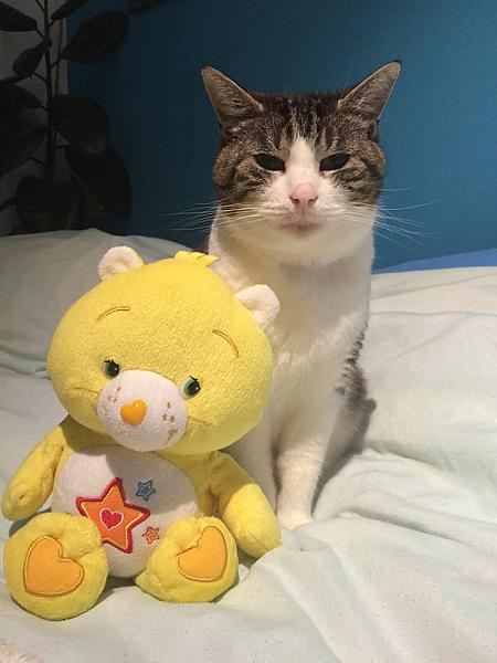 Kattenpraat