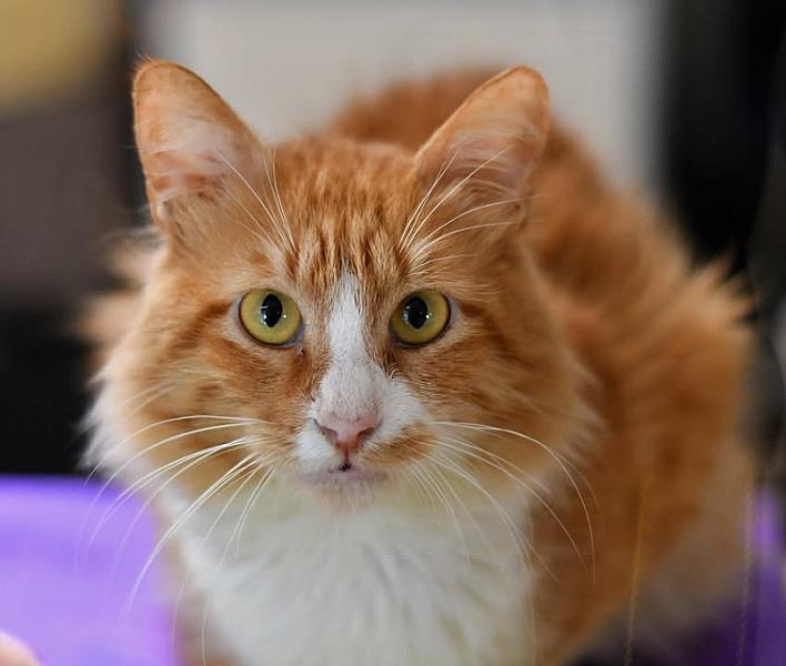 Kattenpraat