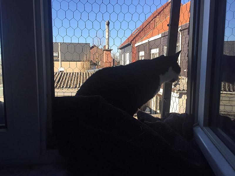 Kattenpraat