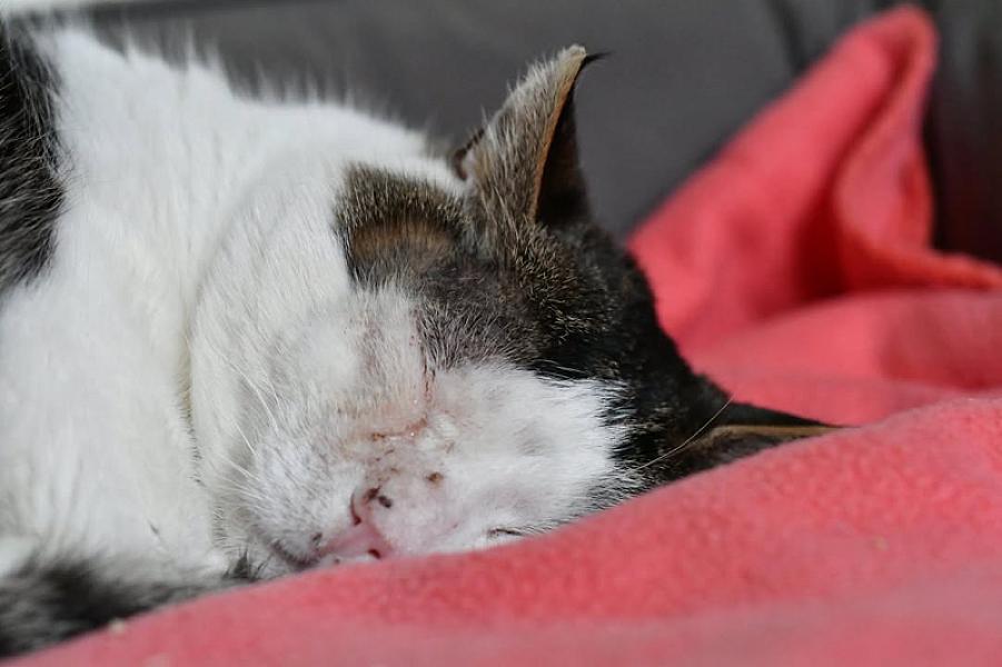 Kattenpraat