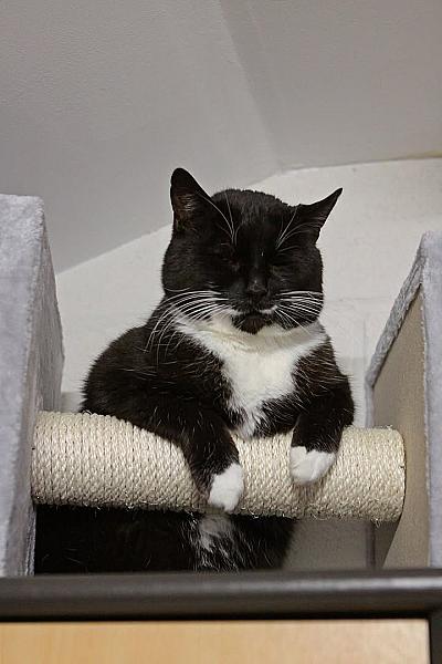 Kattenpraat