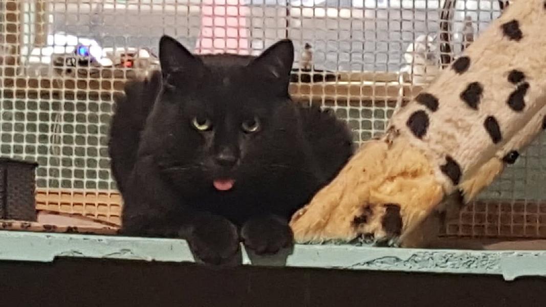 Kattenpraat