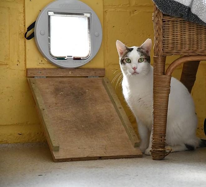 Kattenpraat