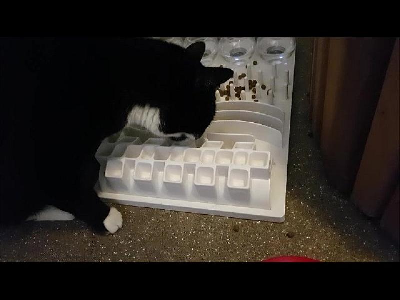 Kattenpraat