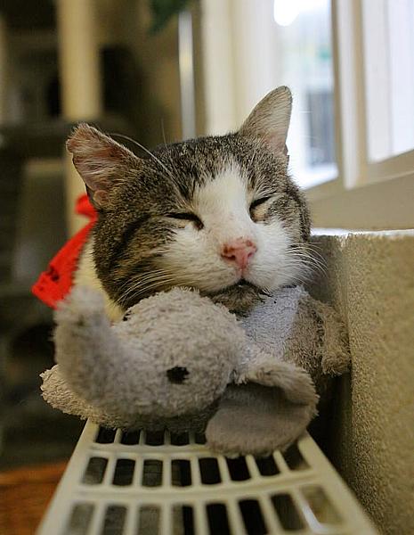 Kattenpraat