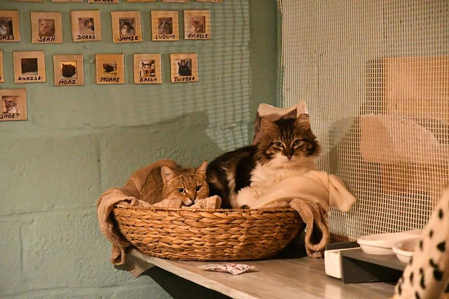 Kattenpraat