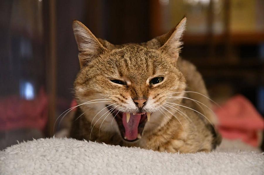 Kattenpraat