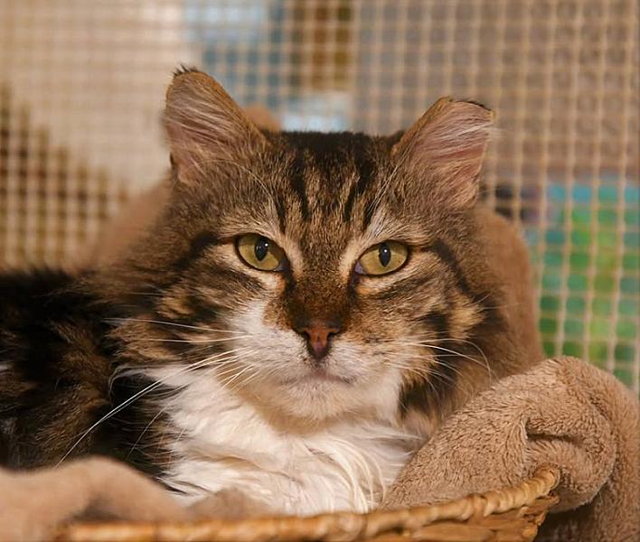Kattenpraat