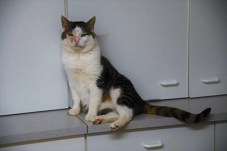 Kattenpraat