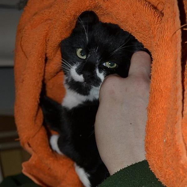 Kattenpraat