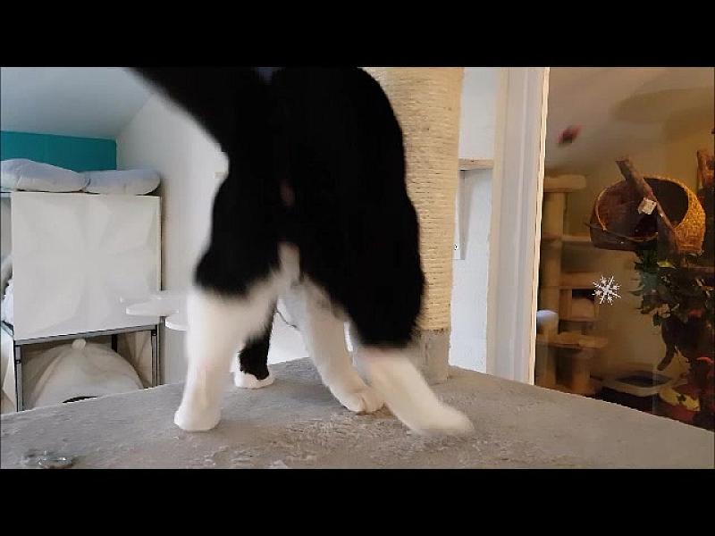 Kattenpraat