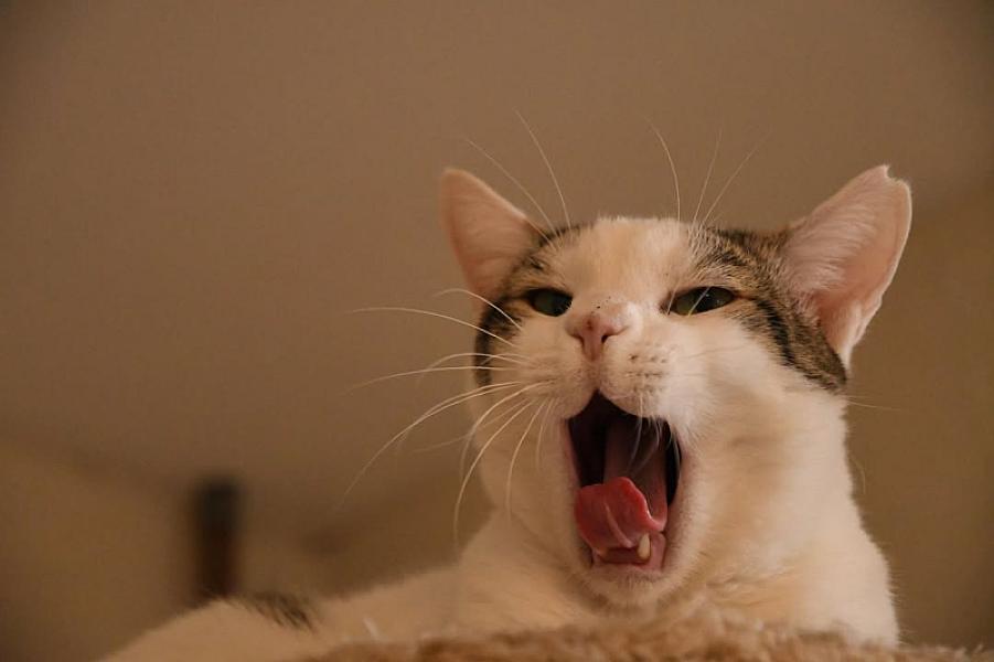 Kattenpraat