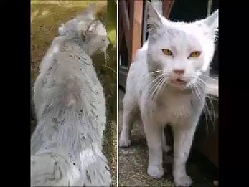 Kattenpraat