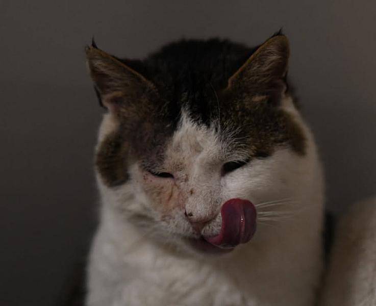 Kattenpraat
