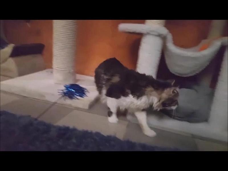Kattenpraat