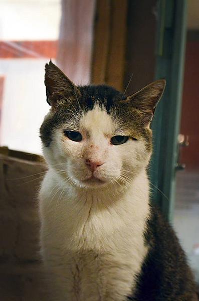 Kattenpraat