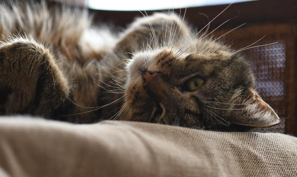 Kattenpraat