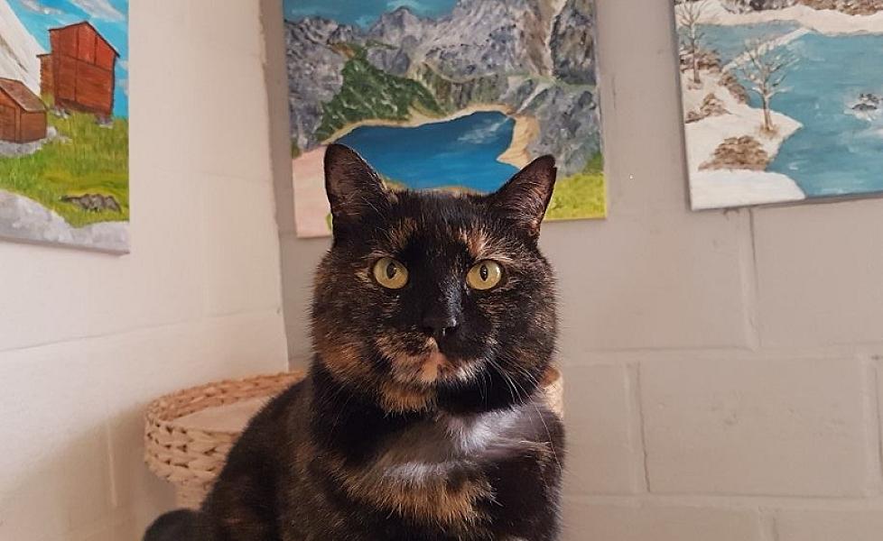 Kattenpraat