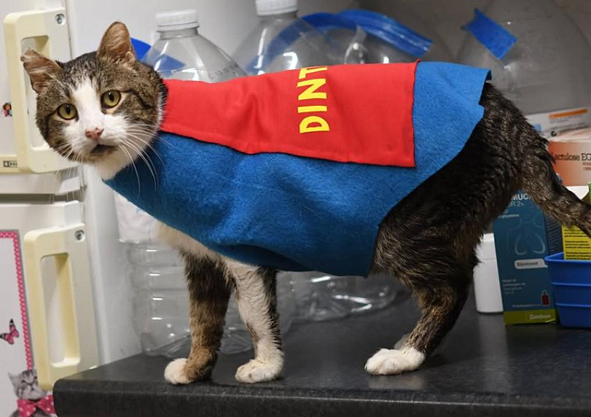 Kattenpraat