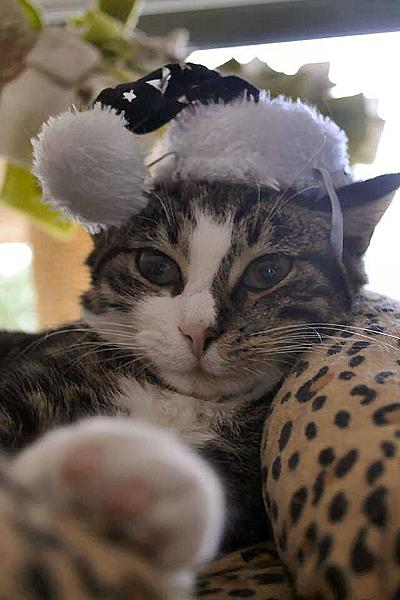 Kattenpraat