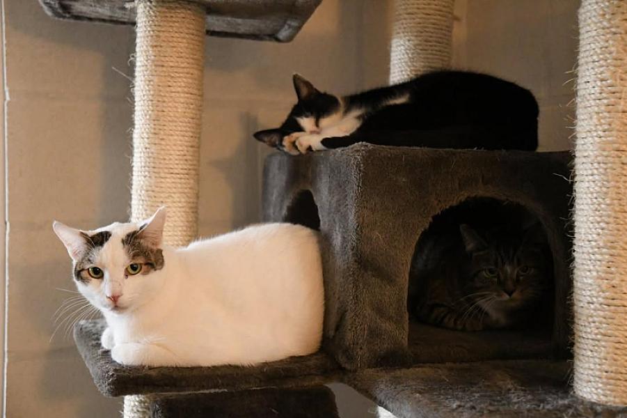 Kattenpraat