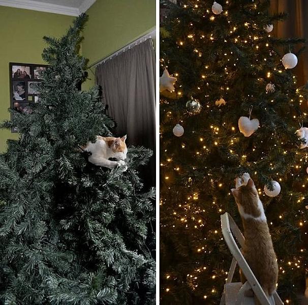 Kattenpraat