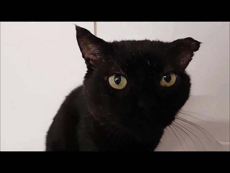 Kattenpraat