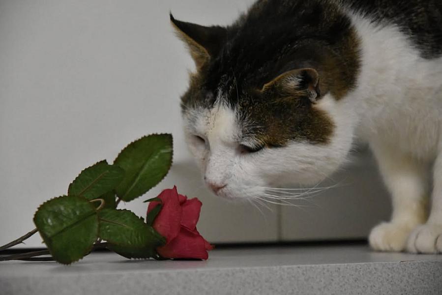 Kattenpraat