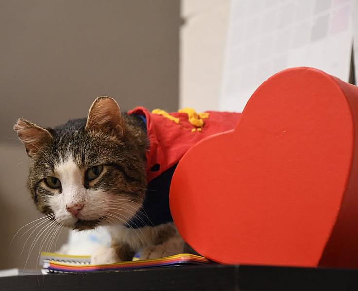 Kattenpraat