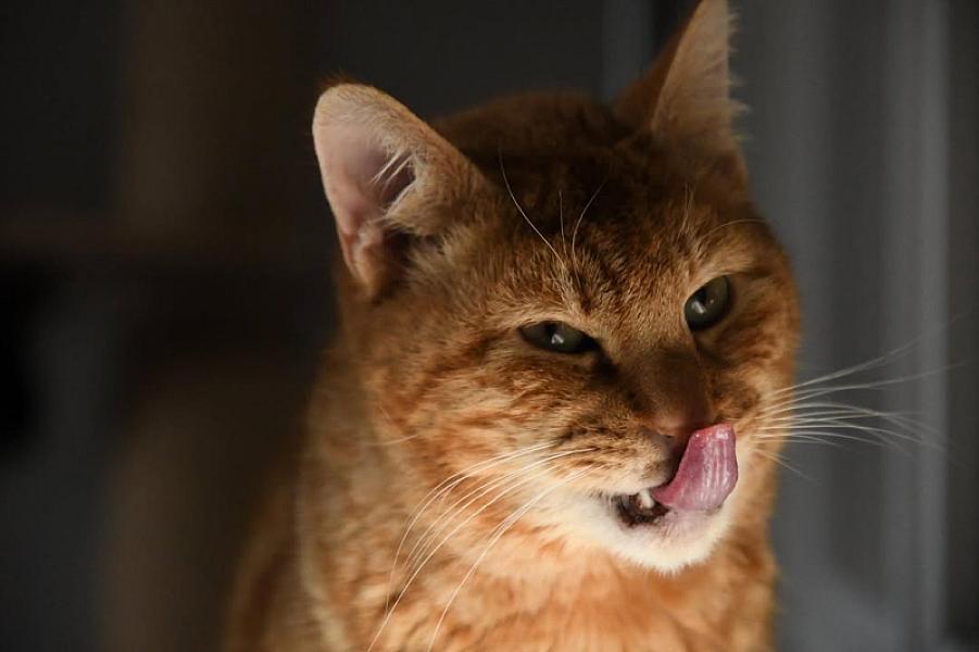 Kattenpraat