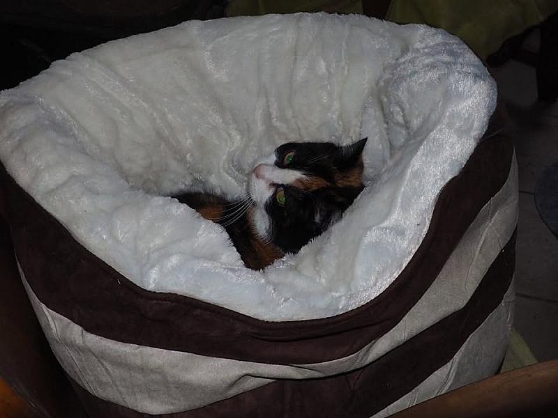 Kattenpraat