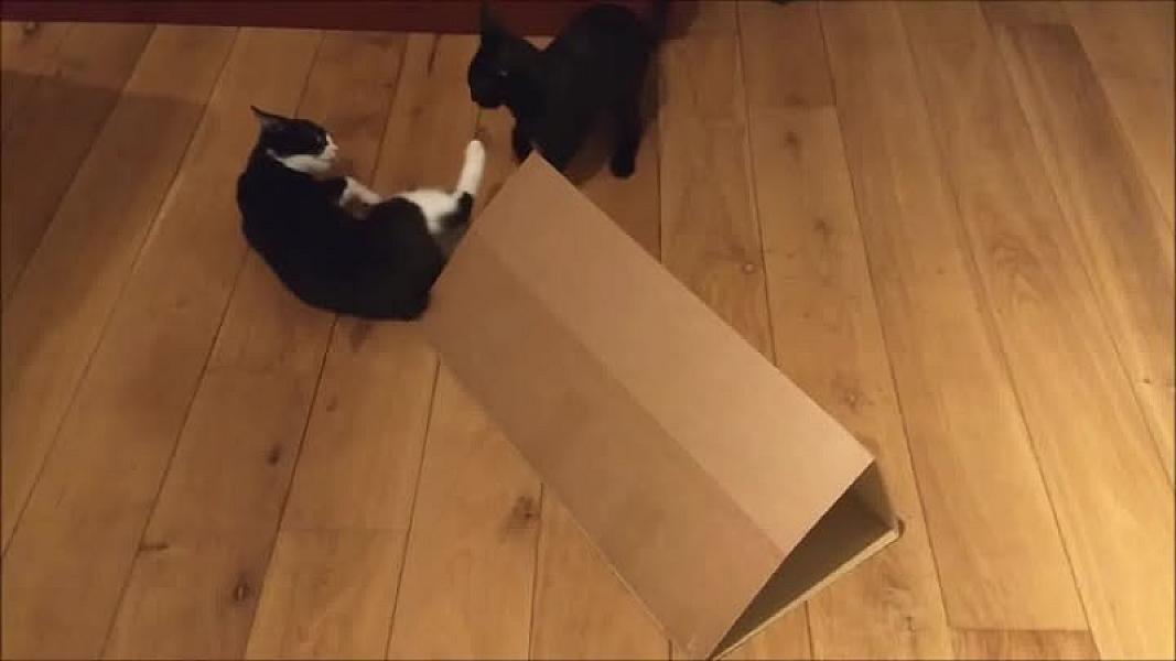 Kattenpraat