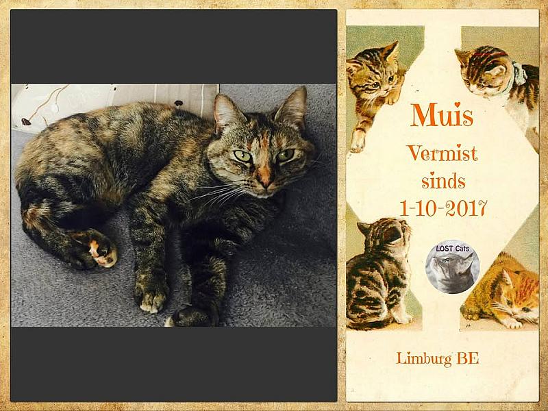 Kattenpraat