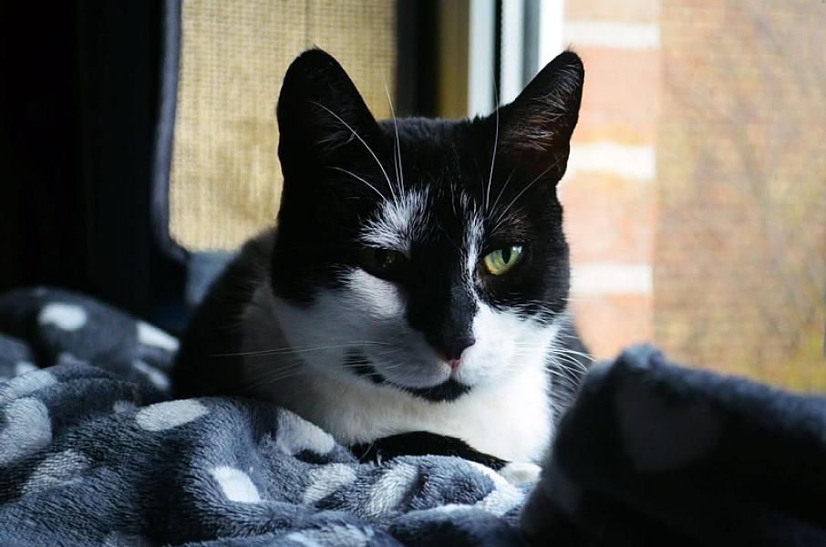 Kattenpraat