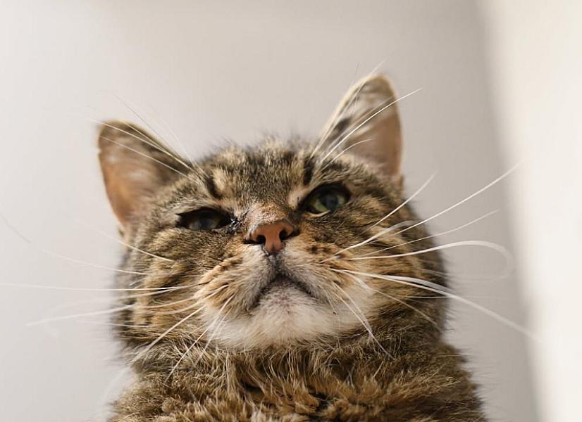 Kattenpraat