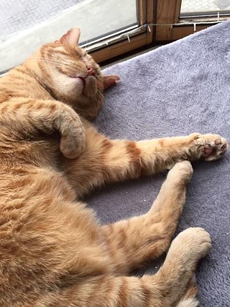 Kattenpraat
