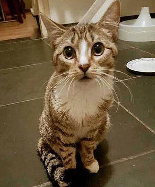 Kattenpraat
