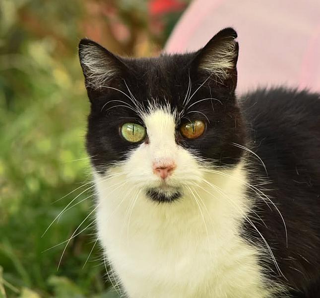 Kattenpraat