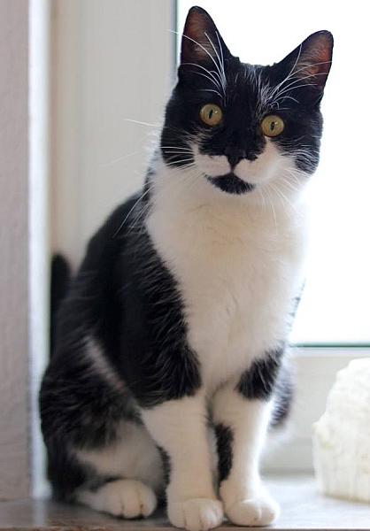Kattenpraat
