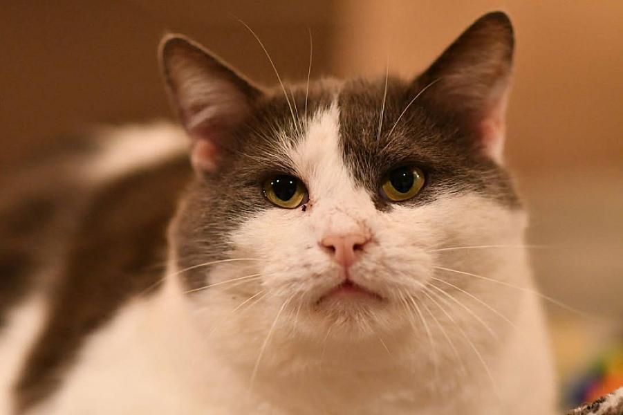 Kattenpraat